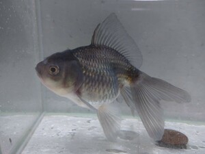 同梱可能！ 変わりオランダ 約11cm No3 青文魚