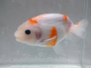  including in a package possibility! small .. work maple golgfish approximately 11cm