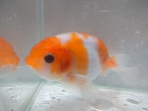  including in a package possibility! small .. work maple golgfish approximately 10cm No2