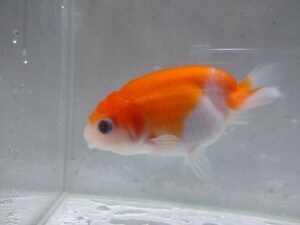  including in a package possibility! small .. work maple golgfish approximately 8cm No4