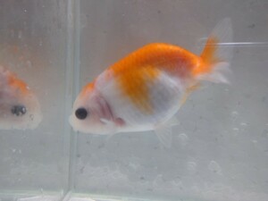  including in a package possibility! small .. work maple golgfish approximately 8cm No5