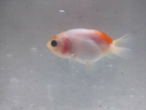  including in a package possibility! small .. work maple golgfish approximately 6cm No7