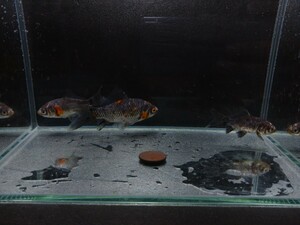 おぎの養魚場 銀鱗和金 3匹セット No2 荻野養魚場