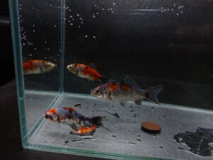 おぎの養魚場 銀鱗和金 3匹セット No5 荻野養魚場