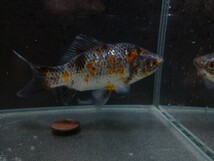 同梱可能！ 上物！ おぎの養魚場 銀鱗和金 約13cm No7 荻野養魚場 銀鱗墨和金 銀鱗三色和金_画像5