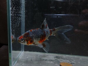 同梱可能！ 極上 おぎの養魚場 銀鱗和金 約14cm No15 荻野養魚場 銀鱗墨和金 銀鱗三色和金