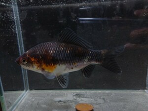 同梱可能！ 極上 おぎの養魚場 銀鱗和金 約15cm No18 荻野養魚場 銀鱗墨和金 銀鱗三色和金