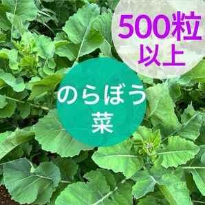 のらぼう菜 種　東京・埼玉の伝統野菜　500粒以上　⑤