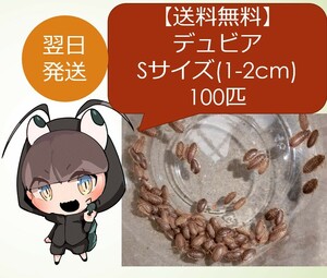 デュビア Sサイズ(1-2cm) 100匹＋死着保障10匹