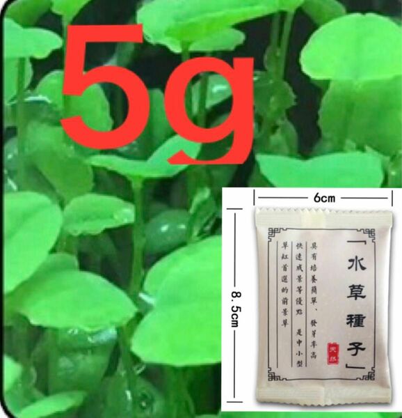 アクアリウム 水草 水草の種　ハート型 葉 中景草　5g