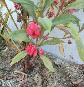 ホウセンカの種　30粒　2023年自家採種　鳳仙花　赤