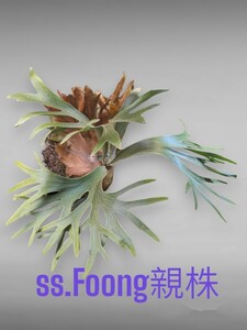 ビカクシダ SS.Foong（株分け）