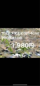 〔100匹＋10匹〕ヤマトヌマエビ(2〜4cm)