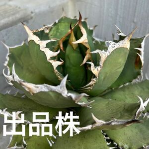 【親株】アガベ チタノタ 蟹 クラブ crab 蟹 agave titanota 大株