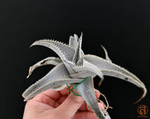 S-Dyckia -ディッキア-2-★★★★★★Marnier-lapostollei Nemesis★★★★★★_画像3