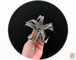 S-Dyckia -ディッキア-3-★★★★★★White Spider★★★★★★