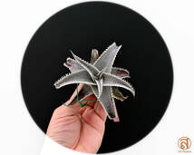 S-Dyckia -ディッキア-4-★★★★★★Marnier-lapostollei Giant clone★★★★★★_画像1