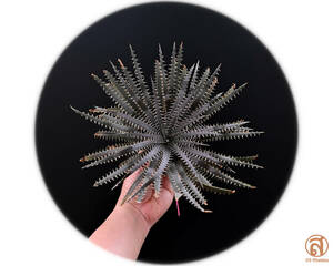 S-Dyckia -ディッキア-16-★★★★★delicata type form " Brazil Constantino clone"★★★★★