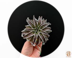 S-Dyckia -ディッキア-23-Wasbi F1 &#34;select clone&#34;