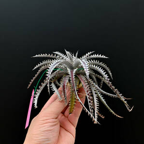 S-Dyckia -ディッキア-1-Southern Star F1の画像2