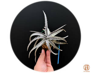 S-Dyckia -ディッキア-3-★★★★★★Stone &#34;clone&#34;★★★★★★