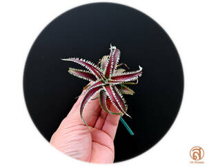 S-Dyckia -ti Kia -4-******Malibu "clone"******