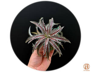 S-Dyckia -ディッキア-5-Southern Star x 4JOS xxx 1-2