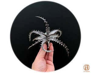 S-Dyckia -ディッキア-7-★★★★★★Dirty Bone &#34;clone&#34;★★★★★★