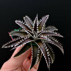 S-Dyckia -ディッキア-12-Southern Star x Red Lotusの画像3