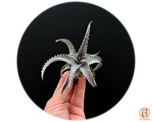 S-Dyckia -ディッキア-24-Goehringii new form x Marnier-lapostollei super wide leaf