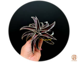 -S-Dyckia -ディッキア-1-Octopus x Southern Star