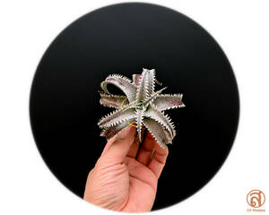 -S-Dyckia -ti Kia -6-Marnier-lapostollei super wide leaf x T-Rex