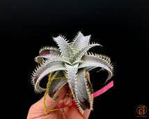 -S-Dyckia -ディッキア-10-Marnier-lapostollei super wide leaf x Marnier-lapostollei var. estevesii Bill baker_画像3