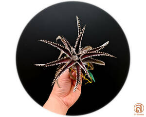 -S-Dyckia -ti Kia -17-******Brittle Star F3******