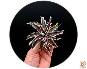 -S-Dyckia -ディッキア-18-Arizona x Fosteriana &#34;New Q hybrid 2024&#34;