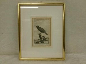 E3960 1800 period Britain. woodcut [The Minor Grakl] etching small goods frame 