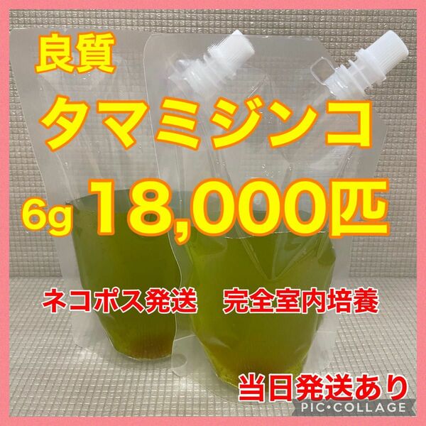 送料無料　良質　タマミジンコ　18,000匹　生き餌　加温メダカ　金魚　らんちゅう　産卵促進　色揚げに　栄養満点　育成スピードUP