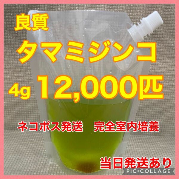 送料無料　良質　タマミジンコ　12,000匹　生き餌　加温メダカ　金魚　らんちゅう　産卵促進　色揚げに　栄養満点　育成スピードUP