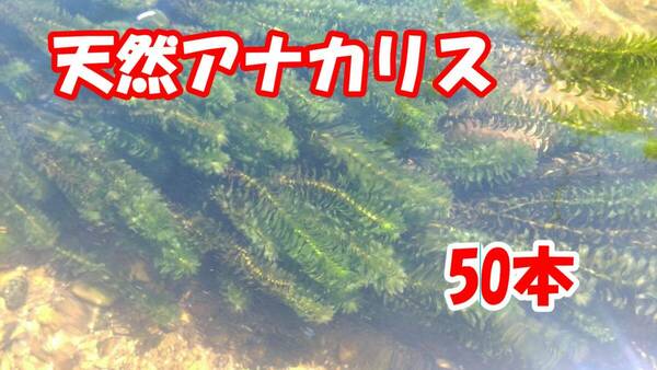 アナカリス　50本（Y-02）水草　愛知県産