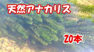  hole ka squirrel 20ps.@(Y-03) water plants Aichi prefecture production 