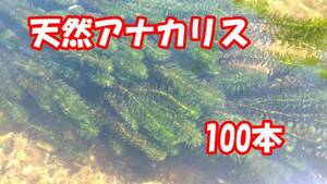  hole ka squirrel 100ps.@(Y-02) water plants Aichi prefecture production 