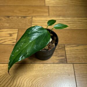 アンスリウム Anthurium sp 観葉植物 花森家 ねこチップ バンクスコレクション鉢