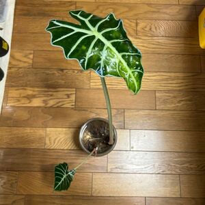 アロカシア Alocasia アマゾニカ amazonica 水栽培 水苔で発送 観葉植物 2株