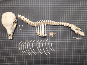 【未完成品】鹿の胎児 骨格標本 20230421オス シカ インテリア スカル 頭蓋骨