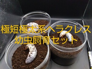 【百鬼丸】アクリル飼育ケースと極短極太系DHヘラクレス幼虫飼育セット