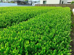 2024年産 静岡県産 深むし茶 高級煎茶１００ｇ×３　深蒸茶　緑茶！ 静岡茶　