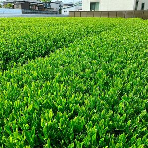 送料無料 静岡産 2024年産新茶 水出し煎茶 10g×１０パック×３袋 カテキン 血糖値ダイエット ！濃い水出し煎茶！新茶