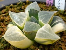 ハオルチア　ピグマエア錦 多肉植物_画像3