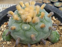 ロホホラＢ23翆冠玉仔付き　サボテン 多肉植物_画像2