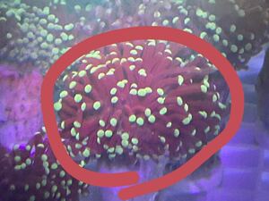 [ coral ] yellow head torch coral tsutsu maru is na coral (Euphyllia yaeyamaensis)2
